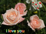 Pink roses dsc00271 love